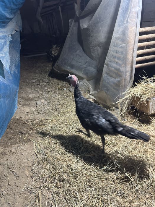 Kurka erkegi sotiladi