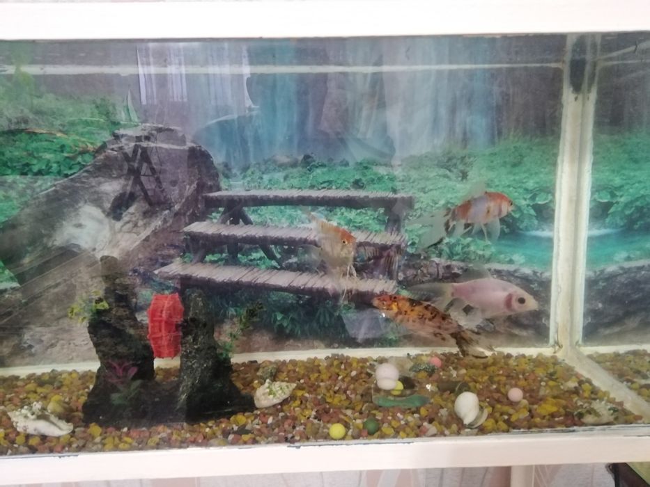 Продам Аквариум вместе рыбками!