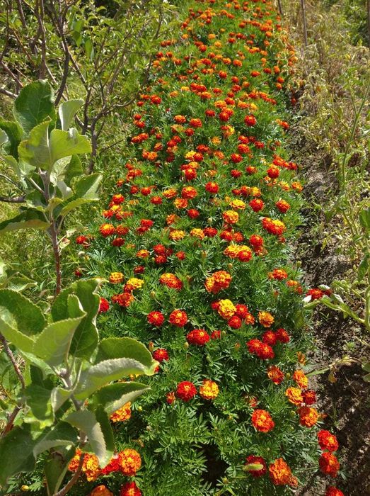 Продается дача срочно