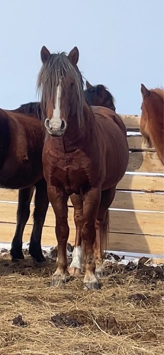 Продам косячного жеребца 6 лет