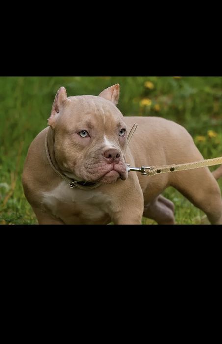 Американский Булли, щенки