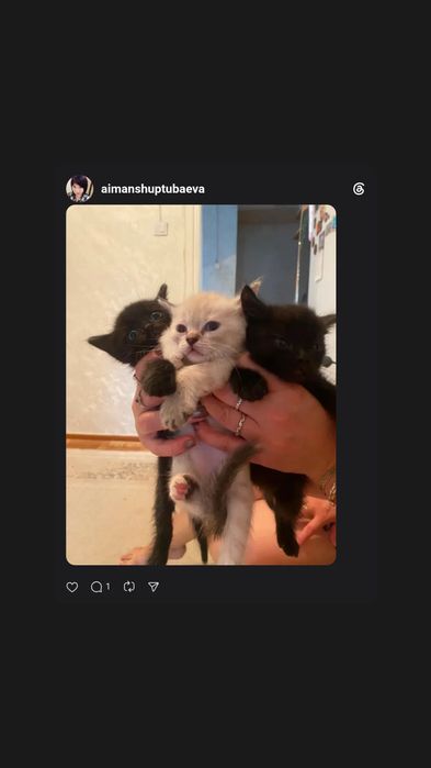 Котята в добрые руки