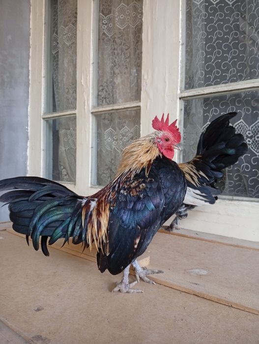 Yapon xorozla sotiladi