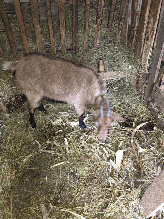 Vând iedita alpina franceza