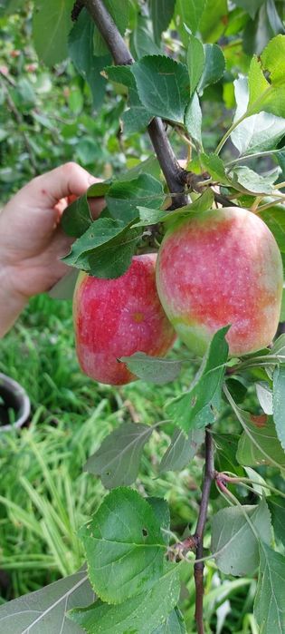 Продам дачу 7.5 соток район телецентра