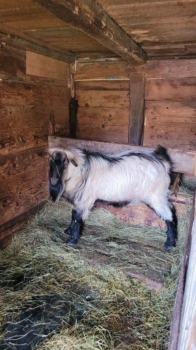 Țap foarte cuminte de vânzare!