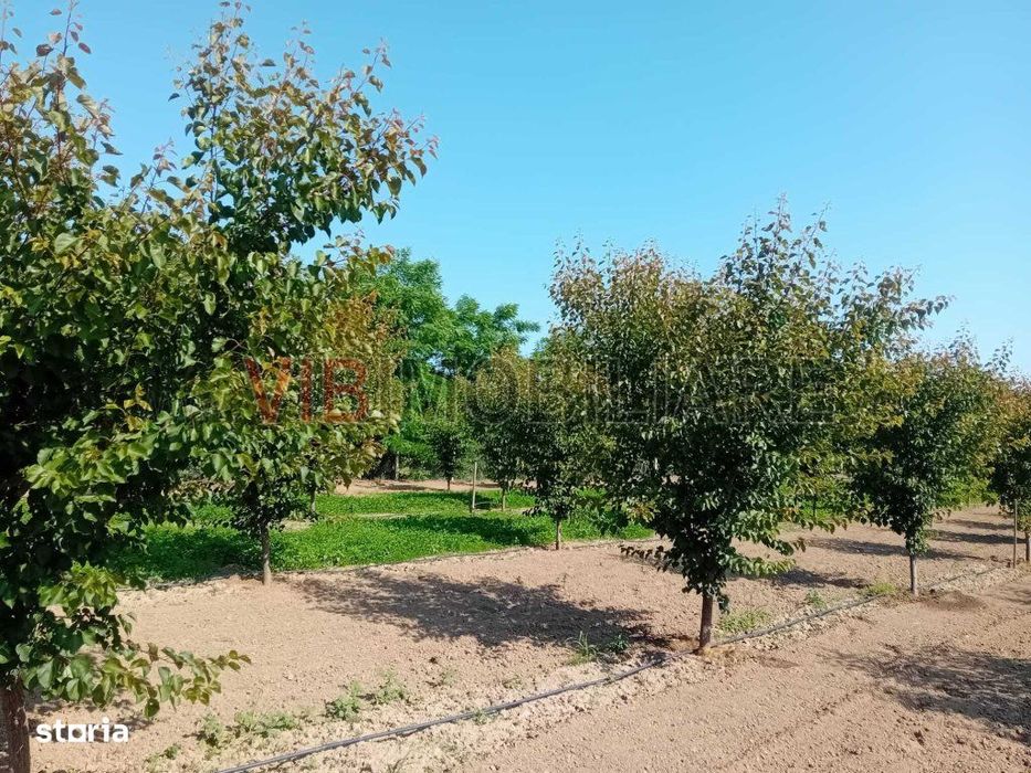 Teren intravilan 16.000 mp | Livadă mixtă | Front stradal 85 ml | Util