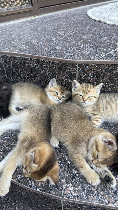 Породистые котята золотая шиншила