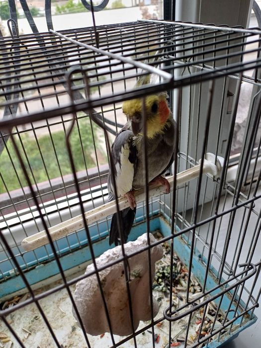 Попугай породы Карелла