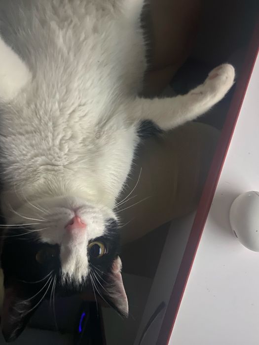 Отдам котенка мальчик