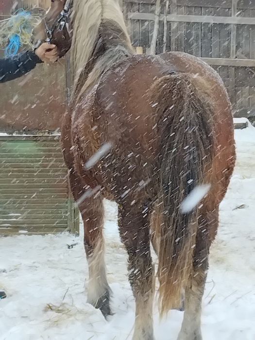Vând iapă de 5 ani