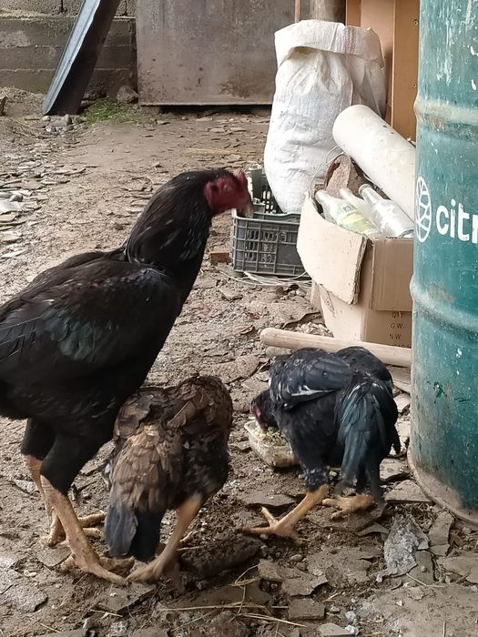 Дакан кораз тауыгымен баласымен