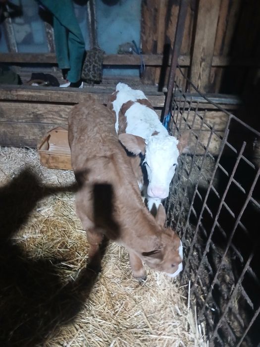 Vând 2 viței frumoși