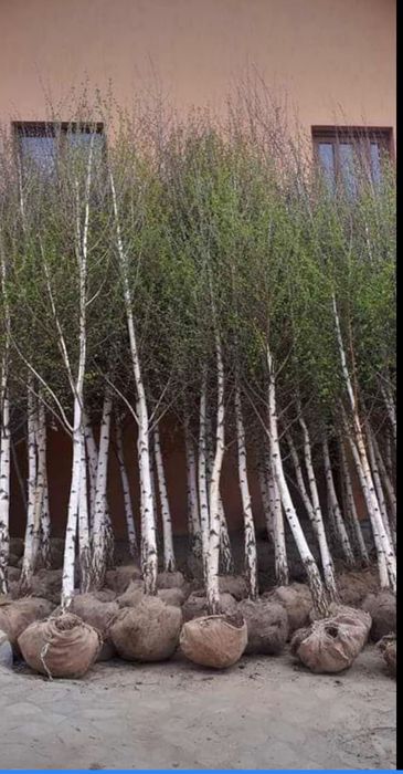 Vând mesteacăn cu coaja alba