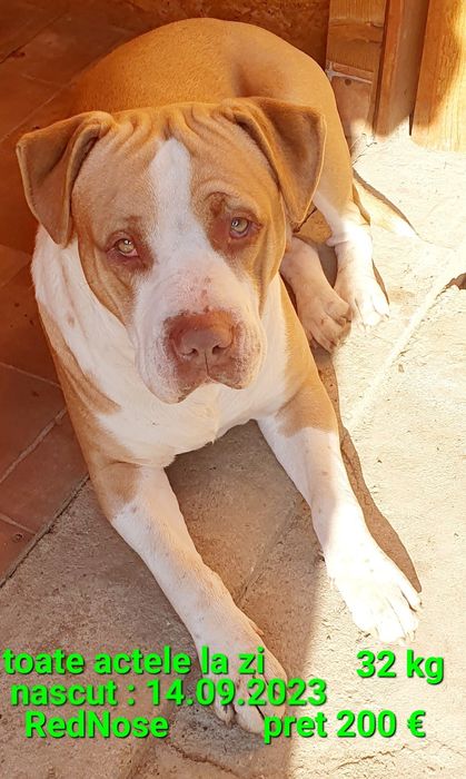 Amstaff o fetita deosebita Blue