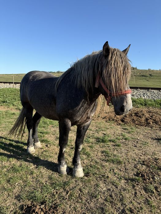 Vand harmasar de 3 ani