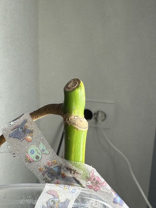 Монстера yellow