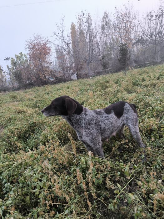 Дратхар ургочи сотилади