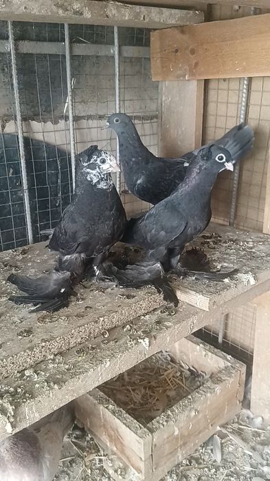 Голуби пискуны гульсары