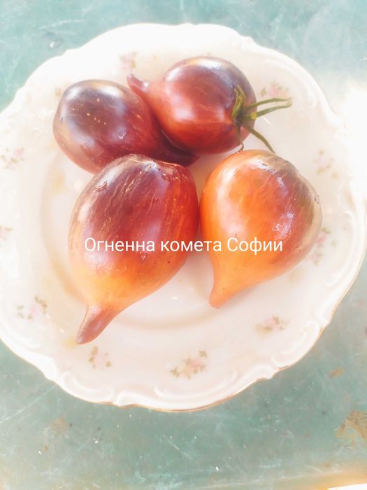 55 cорта семена домати