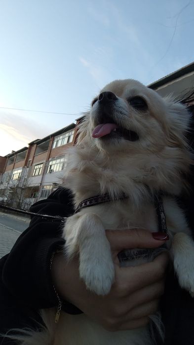 Вязка собак Чихуахуа кабель