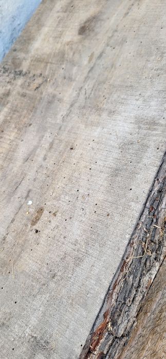 Scândură specia ARIN ,,CĂRUITĂ"