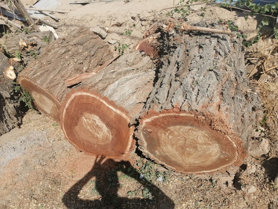 Спил деревьев.  Тал кесу