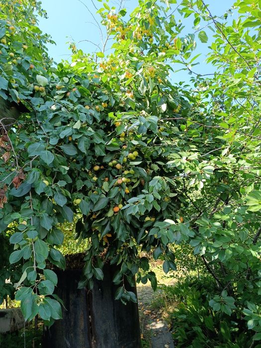 Дача в обществе природа.