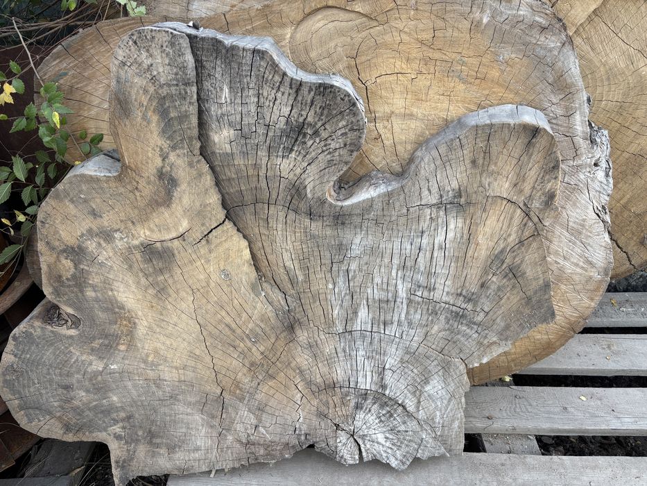 Карагач спилы разные размеры