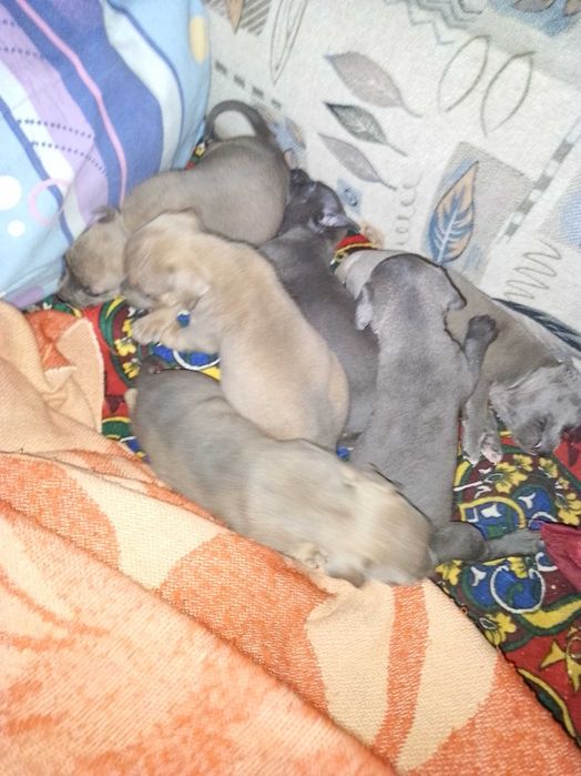 Продаются щенки питбуля цена 300 у.е