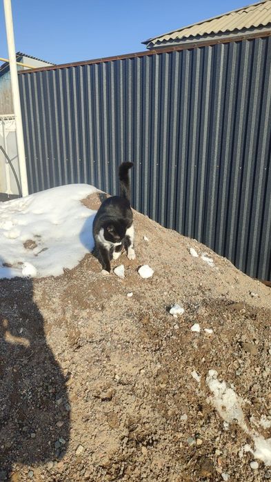 Отдам кошечку бесплатно