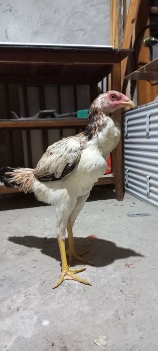 Дакан курочки кореянки,