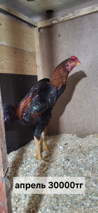 Продам даканов хороших кровей