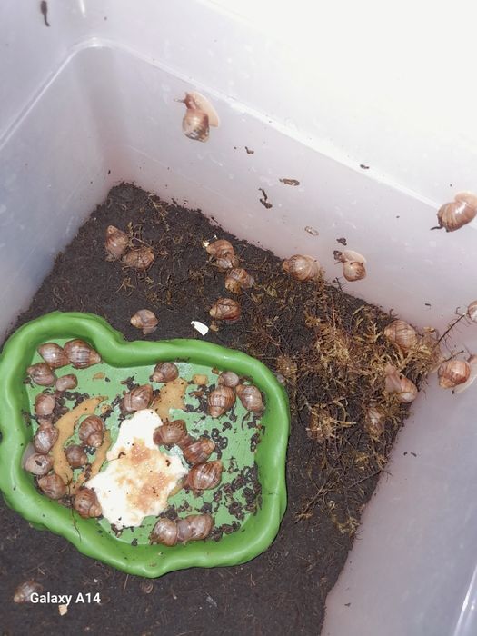 Продам домашних улиток