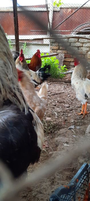 Tovuqlar sotiladi ?Товуклар сотилади