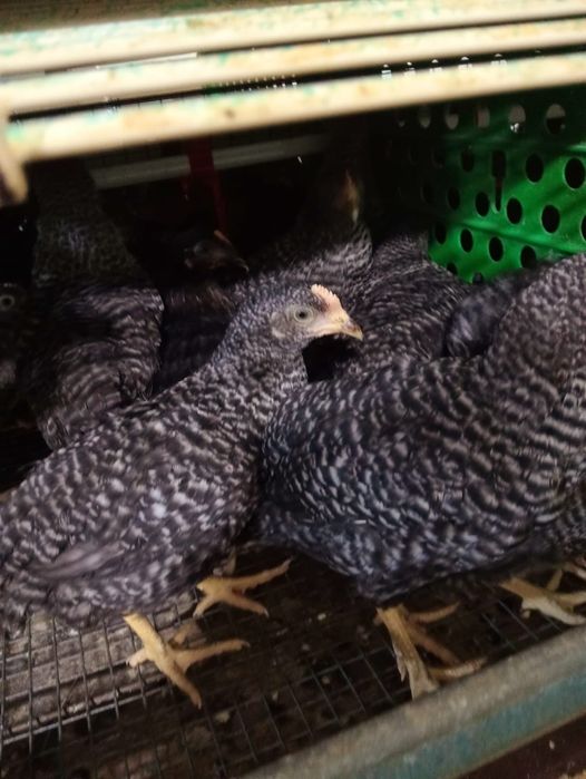 Pui albi și rasă mixta