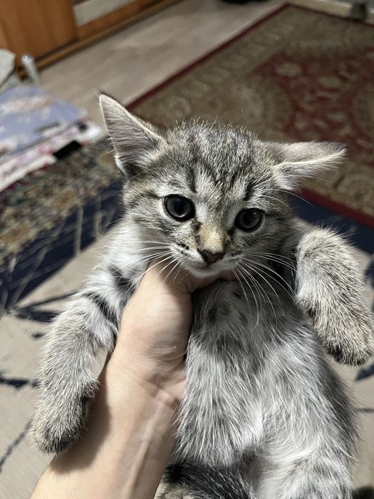 Отдам котят в хорошие руку