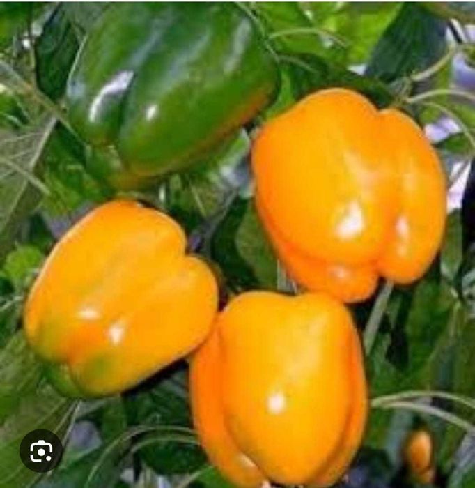 Продаётся рассада