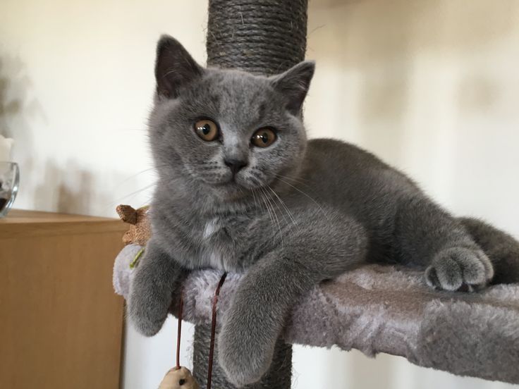 Продам британские котят