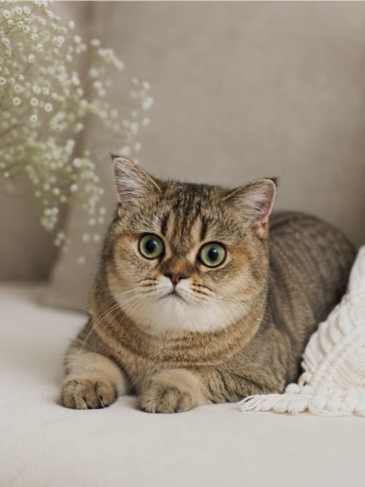 Золотистая шиншилла, кошка