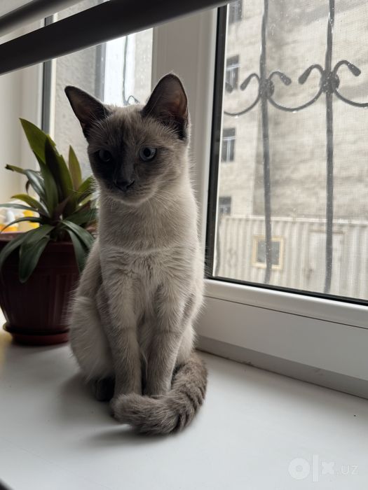 Сиямсикй кошка.