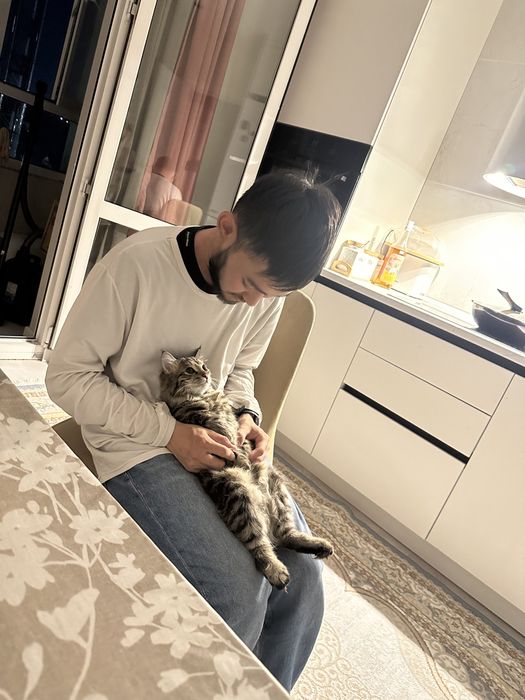 Котенок курильский бобтейл