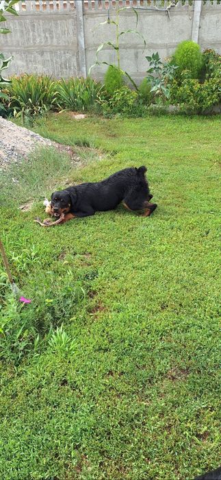 Ротвейлер девочка 1.10