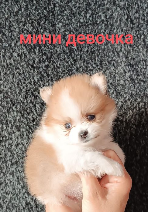 Большой выбор щенков в памеранском типе