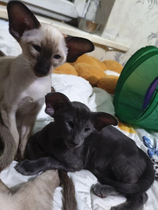 Ориентальный котёнок экстрим