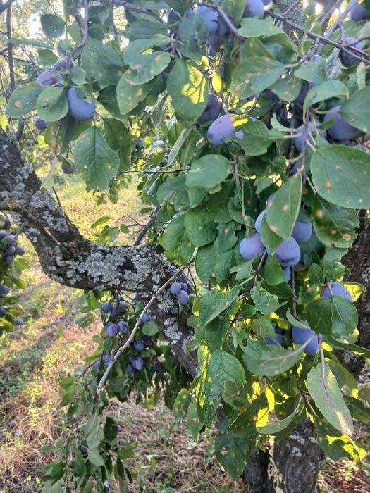 Vând prune de calitate gustoase, nestropite 
Preț 2 lei negociabil