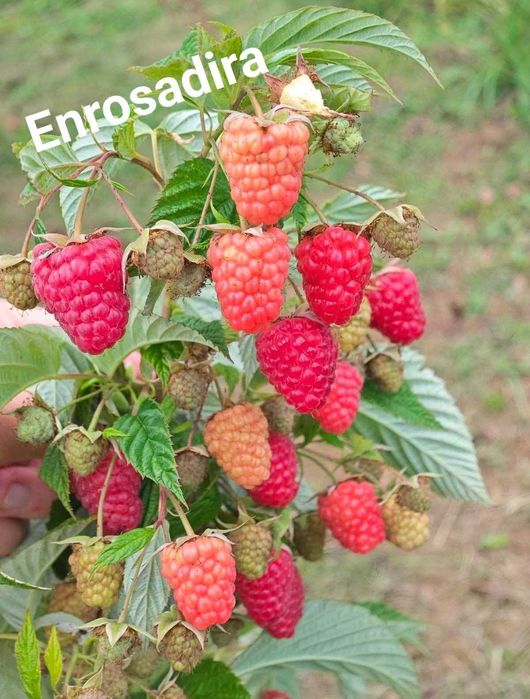 Plante de vânzare zmeura si mure