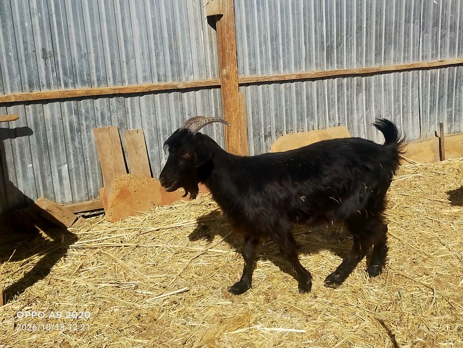 Кой, токты, Ешкі, лактар сатылады