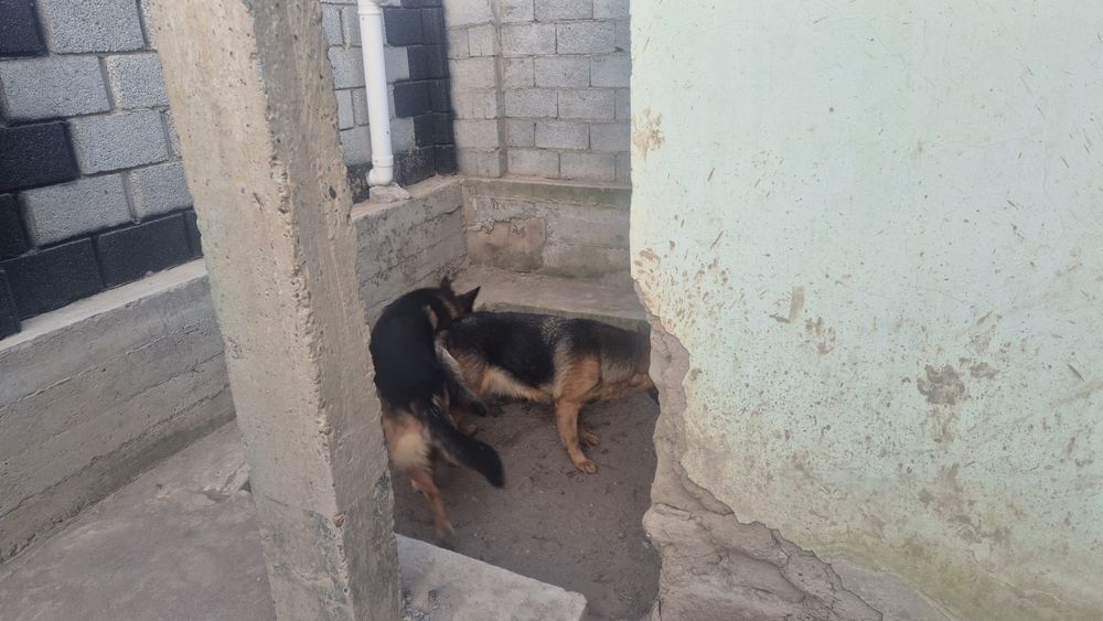 Продам собак овчарок или поменяю