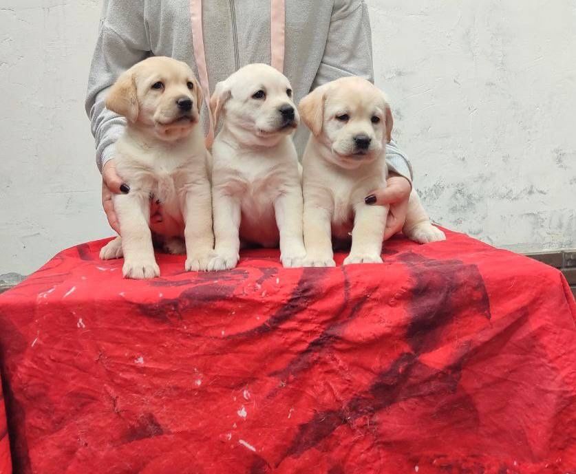 Продаются щенки лабрадора